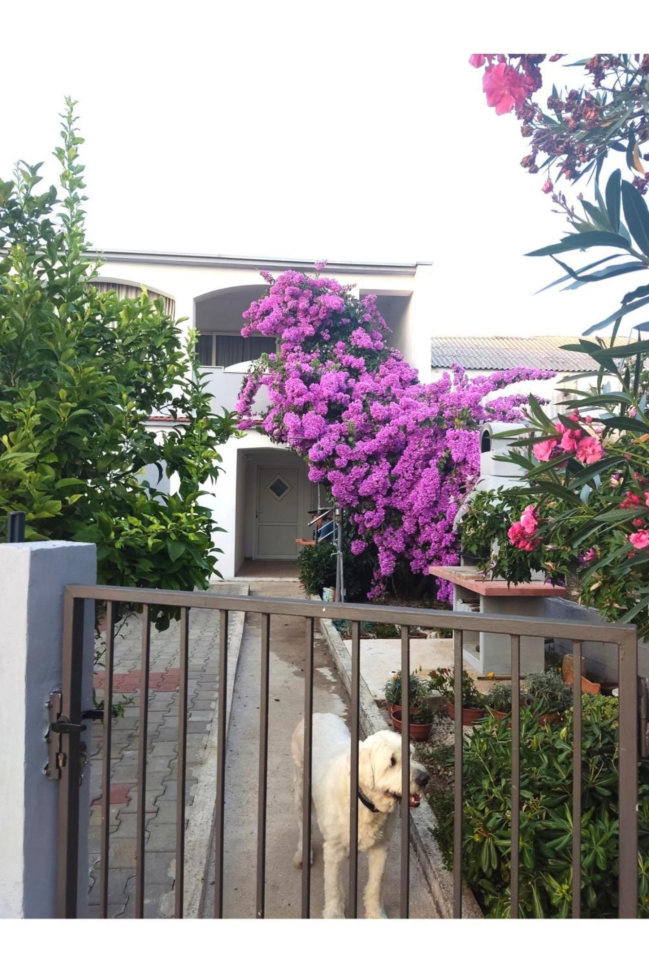 Apartment Flowers Bibinje Exterior photo